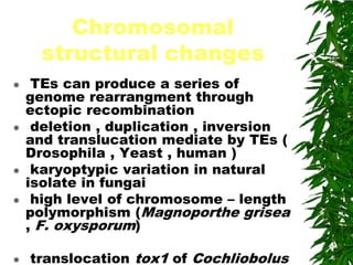 Chromosomal
      structural changes
    TEs can produce a series of
    genome rearrangment through
    ectopic recombination
    deletion , duplication , inversion
    and translucation mediate by TEs (
    Drosophila , Yeast , human )
    karyoptypic variation in natural
    isolate in fungai
    high level of chromosome – length
    polymorphism (Magnoporthe grisea
    , F. oxysporum)

   translocation tox1 of Cochliobolus
 