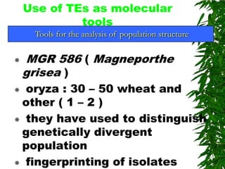 Use of TEs as molecular
             tools
     Tools for the analysis of population structure

   MGR 586 ( Magneporthe
    grisea )
 oryza : 30 – 50 wheat and
 other ( 1 – 2 )
 they have used to distinguish
 genetically divergent
 population
 fingerprinting of isolates
 