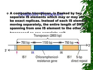 A composite transposon, is flanked by two
    Composite Transposon
separate IS elements which may or may not
be exact replicas. Instead of each IS element
moving separately, the entire length of DNA
spanning from one IS element to the other is
transposed as one complete unit.




            IR               IR
 