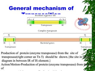 General mechanism of
        Transposition




Production of protein (enzyme transposase) from the site of
transposase(right corner an Tn 5) should be shown.{the site in upper
diagram in between IR of IS element.}
Action/Motion-Production of protein (enzyme transposase) from the site
of
 