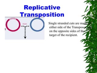Replicative
Transposition
        Single stranded cuts are made on
        either side of the Transposon and
        on the opposite sides of the
        target of the recipient.
 