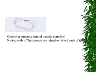 Crossover structure (strand transfer complex)
Nicked ends of Transposon are joined to nicked ends of target.
 