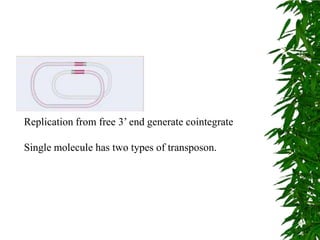 Replication from free 3’ end generate cointegrate

Single molecule has two types of transposon.
 