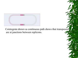 Cointegrate drawn as continuous path shows that transposons
are at junctions between replicons.
 