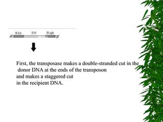 First, the transposase makes a double-stranded cut in the
 donor DNA at the ends of the transposon
and makes a staggered cut
in the recipient DNA.
 