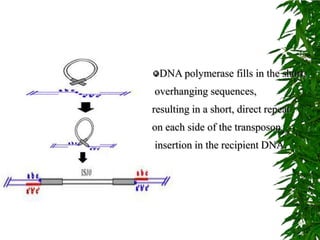 DNA polymerase fills in the short,
overhanging sequences,
resulting in a short, direct repeat
on each side of the transposon
insertion in the recipient DNA.
 