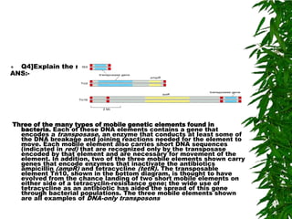  Q4]Explain the mobile genetic elements found in bacteria.
ANS:-




Three of the many types of mobile genetic elements found in
  bacteria. Each of these DNA elements contains a gene that
  encodes a transposase, an enzyme that conducts at least some of
  the DNA breakage and joining reactions needed for the element to
  move. Each mobile element also carries short DNA sequences
  (indicated in red) that are recognized only by the transposase
  encoded by that element and are necessary for movement of the
  element. In addition, two of the three mobile elements shown carry
  genes that encode enzymes that inactivate the antibiotics
  ampicillin (ampR) and tetracycline (tetR). The transposable
  element Tn10, shown in the bottom diagram, is thought to have
  evolved from the chance landing of two short mobile elements on
  either side of a tetracyclin-resistance gene; the wide use of
  tetracycline as an antibiotic has aided the spread of this gene
  through bacterial populations. The three mobile elements shown
  are all examples of DNA-only transposons
 