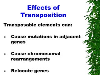 Effects of
       Transposition
Transposable elements can:

   Cause mutations in adjacent
    genes

   Cause chromosomal
    rearrangements

   Relocate genes
 
