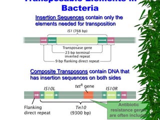 Transposable Elements in
       Bacteria
  Insertion Sequences contain only the
  elements needed for transposition




 Composite Transposons contain DNA that
 has insertion sequences on both sides




                                    Antibiotic
                                resistance genes
                                are often included
 