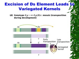 Excision of Ds Element Leads to
      Variegated Kernels
 