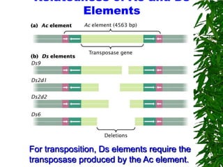 Relatedness of Ac and Ds
        Elements




For transposition, Ds elements require the
transposase produced by the Ac element.
 