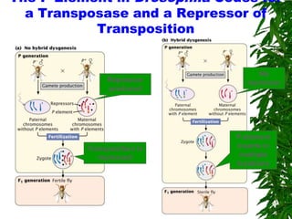 The P Element in Drosophila Codes for
  a Transposase and a Repressor of
           Transposition


                                    No
               Repressor         repressor
               produced




                              P element
          Transposition is    inserts in
             repressed         multiple
                              locations
 