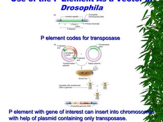 Use of the P Element As a Vector in
                    Drosophila


            P element codes for transposase




P element with gene of interest can insert into chromosomes
with help of plasmid containing only transposase.
 