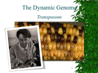 The Dynamic Genome
    Transposons




                  3
 
