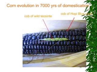 Corn evolution in 7000 yrs of domestication
                                cob of Hopi Blue corn
         cob of wild teosinte




                                            35
 