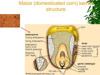 Maize (domesticated corn) kernel
          structure




                           36
 
