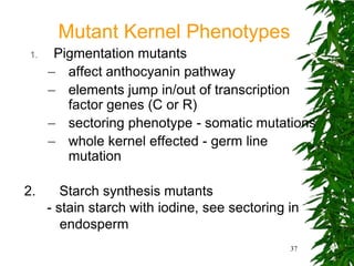 Mutant Kernel Phenotypes
 1.    Pigmentation mutants
      – affect anthocyanin pathway
      – elements jump in/out of transcription
         factor genes (C or R)
      – sectoring phenotype - somatic mutations
      – whole kernel effected - germ line
         mutation

2.       Starch synthesis mutants
      - stain starch with iodine, see sectoring in
         endosperm
                                                37
 
