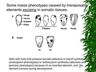 Some maize phenotypes caused by transposable
elements excising in somatic tissues.




 Start with lines that produce kernels defective in starch synthesis
 (endosperm phenotypes) or anthocyanin synthesis (aleurone and
 pericarp phenotypes) because of an inserted element, and the
                                                               38
 element excises during development.
 
