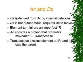 Ac and Ds
   Ds is derived from Ac by internal deletions
   Ds is not autonomous, requires Ac to move
   Element termini are an imperfect IR
   Ac encodes a protein that promotes
        movement - Transposase
   Transposase excises element at IR, and also
        cuts the target



                                          42
 