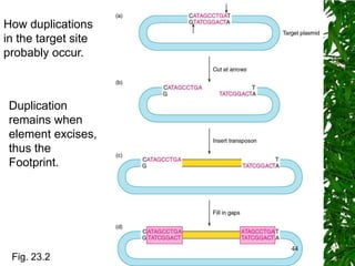 How duplications
in the target site
probably occur.



 Duplication
 remains when
 element excises,
 thus the
 Footprint.




                     44
 Fig. 23.2
 