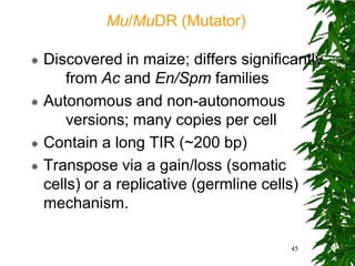 Mu/MuDR (Mutator)

 Discovered in maize; differs significantly
      from Ac and En/Spm families
 Autonomous and non-autonomous
      versions; many copies per cell
 Contain a long TIR (~200 bp)

 Transpose via a gain/loss (somatic
  cells) or a replicative (germline cells)
  mechanism.

                                       45
 
