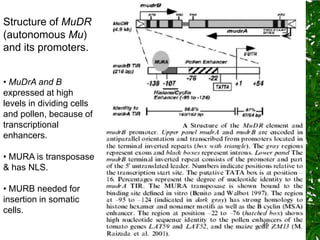 Structure of MuDR
(autonomous Mu)
and its promoters.


• MuDrA and B
expressed at high
levels in dividing cells
and pollen, because of
transcriptional
enhancers.

• MURA is transposase
& has NLS.

• MURB needed for
insertion in somatic
cells.
                           46
 