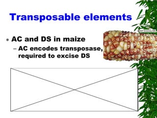 Transposable elements

   AC and DS in maize
    – AC encodes transposase,
      required to excise DS




                                50
 