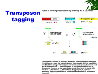 Transposon
  tagging




             51
 