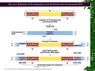 Fig. 20.2 Schematic of the integration of an IS element into chromosomal DNA




                                                            Chapter 20 slide 58
Peter J. Russell, iGenetics: Copyright © Pearson Education, Inc., publishing as Benjamin Cummings.
 