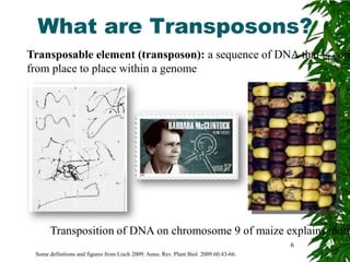 What are Transposons?
Transposable element (transposon): a sequence of DNA that is com
from place to place within a genome




       Transposition of DNA on chromosome 9 of maize explains mottl
                                                                                       6
 Some definitions and figures from Lisch 2009: Annu. Rev. Plant Biol. 2009.60:43-66.
 