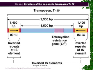 Fig. 20.3 Structure of the composite transposon Tn10




                                                            Chapter 20 slide 60
Peter J. Russell, iGenetics: Copyright © Pearson Education, Inc., publishing as Benjamin Cummings.
 