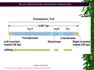 Fig. 20.4 Structure of the noncomposite transposon Tn3




                                                            Chapter 20 slide 62
Peter J. Russell, iGenetics: Copyright © Pearson Education, Inc., publishing as Benjamin Cummings.
 