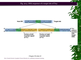 Fig. 20.5 DNA sequence of a target site of Tn3




                                                            Chapter 20 slide 63
Peter J. Russell, iGenetics: Copyright © Pearson Education, Inc., publishing as Benjamin Cummings.
 
