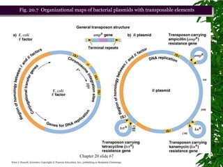 Fig. 20.7 Organizational maps of bacterial plasmids with transposable elements




                                                            Chapter 20 slide 67
Peter J. Russell, iGenetics: Copyright © Pearson Education, Inc., publishing as Benjamin Cummings.
 
