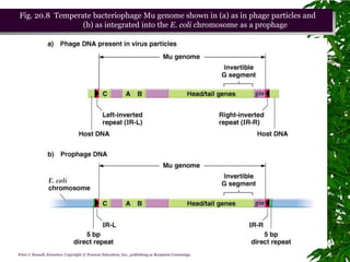 Fig. 20.8 Temperate bacteriophage Mu genome shown in (a) as in phage particles and
                 (b) as integrated into the E. coli chromosome as a prophage




                                                            Chapter 20 slide 69
Peter J. Russell, iGenetics: Copyright © Pearson Education, Inc., publishing as Benjamin Cummings.
 