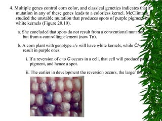 4. Multiple genes control corn color, and classical genetics indicates that a
   mutation in any of these genes leads to a colorless kernel. McClintock
   studied the unstable mutation that produces spots of purple pigment on
   white kernels (Figure 20.10).
    a. She concluded that spots do not result from a conventional mutation,
       but from a controlling element (now Tn).
    b. A corn plant with genotype c/c will have white kernels, while C/-- will
       result in purple ones.
        i. If a reversion of c to C occurs in a cell, that cell will produce purple
           pigment, and hence a spot.
        ii. The earlier in development the reversion occurs, the larger the spot.




                           Chapter 20 slide 73
 
