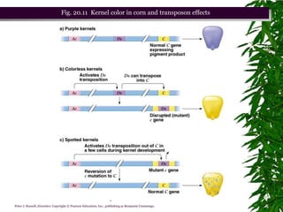 Fig. 20.11 Kernel color in corn and transposon effects




                                                            Chapter 20 slide 75
Peter J. Russell, iGenetics: Copyright © Pearson Education, Inc., publishing as Benjamin Cummings.
 