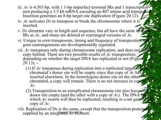 iii. Ac is 4,563 bp, with 1 1-bp imperfect terminal IRs and 1 transcription
    unit producing a 3.5 kb mRNA encoding an 807 amino acid transposase.
    Insertion generates an 8-bp target site duplication (Figure 20.12).
iv. Ac activates Ds to transpose or break the chromosome where it is
    inserted.
v. Ds elements vary in length and sequence, but all have the same terminal
    IRs as Ac, and many are deleted or rearranged versions of Ac.
vi. Unique to corn transposons, timing and frequency of transposition and
    gene rearrangements are developmentally regulated.
vii. Ac transposes only during chromosome replication, and does not leave a
    copy behind. There are two possible results of Ac transposition,
    depending on whether the target DNA has replicated or not (Figure
    20.13). -
      (1) If Ac transposes during replication into a replicated target site, its
        chromatid’s donor site will be empty since that copy of Ac has
        inserted elsewhere. In the homologous donor site on the other
        chromatid, a copy will remain. There is no net increase in copies of
        Ac.
      (2) Transposition to an unreplicated chromosome site also leaves one
        donor site empty (and the other with a copy of Ac). The DNA into
        which Ac inserts will then be replicated, resulting in a net gain of one
        copy of Ac.
viii. Replication of Ds is the same, except that the transposition protein is
    supplied by an integrated 20 slide 76
                        Chapter Ac element.
 