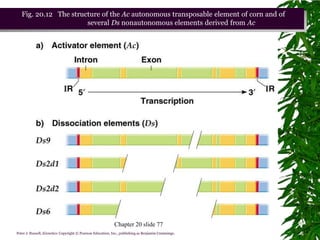 Fig. 20.12 The structure of the Ac autonomous transposable element of corn and of
                       several Ds nonautonomous elements derived from Ac




                                                            Chapter 20 slide 77
Peter J. Russell, iGenetics: Copyright © Pearson Education, Inc., publishing as Benjamin Cummings.
 