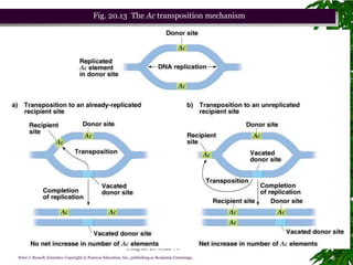 Fig. 20.13 The Ac transposition mechanism




                                                            Chapter 20 slide 78
Peter J. Russell, iGenetics: Copyright © Pearson Education, Inc., publishing as Benjamin Cummings.
 