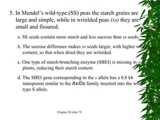 5. In Mendel’s wild-type (SS) peas the starch grains are
   large and simple, while in wrinlded peas (ss) they are
   small and fissured.
   a. SS seeds contain more starch and less sucrose than ss seeds.
   b. The sucrose difference makes ss seeds larger, with higher water
      content, so that when dried they are wrinided.
   c. One type of starch-branching enzyme (SBEI) is missing in ss
      plants, reducing their starch content.
   d. The SBEI gene corresponding to the s allele has a 0.8 kb
      transposon similar to the Ax/Ds family inserted into the wild-
      type S allele.



                       Chapter 20 slide 79
 