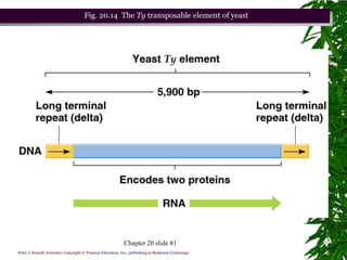 Fig. 20.14 The Ty transposable element of yeast




                                                            Chapter 20 slide 81
Peter J. Russell, iGenetics: Copyright © Pearson Education, Inc., publishing as Benjamin Cummings.
 