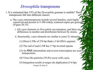 Drosophila transposons
1. It is estimated that 15% of the Drosophila genome is mobile! These
    transposons fall into different classes:
    a. The copia retrotransposons include several families, each highly
       conserved and present in 5-100 widely scattered copies per genome
       (Figure 20.15).
        i. All copia elements in Drosophila can transpose, and there are
           differences in number and distribution between fly strains.
        ii. Structurally, copia elements are similar to yeast Ty elements:
            (1) Direct LTRs of 276 bp flank a 5 kb DNA segment.
            (2) The end of each LTR has 17 bp inverted repeats.
            (3) An RNA intermediate and reverse transcriptase are used for
              transposition.
            (4) Virus-like particles (VLPs) occur with copia.
            (5) Integration results in target site duplication (3-6 bp).
                          Chapter 20 slide 82
 