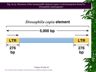 Fig. 20.15 Structure of the transposable element copia, a retrotransposon found in
                                      Drosophila melanogaster




                                                            Chapter 20 slide 83
Peter J. Russell, iGenetics: Copyright © Pearson Education, Inc., publishing as Benjamin Cummings.
 