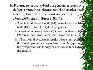 b. P elements cause hybrid dysgenesis, a series of
  defects (mutations, chromosomal aberrations and
  sterility) that result from crossing certain
  Drosophila strains (Figure 20.16).
   i. A mutant lab strain female (M) crossed with a wild-type
      male (P) will result in hybrid dysgenesis.
   ii. A mutant lab strain male (M) crossed with a wild-type
      (P) female (reciprocal cross) will have normal offspring.
   iii. Thus, hybrid dysgenesis results when chromosomes of
      the P male parent enter cytoplasm of an M type oocyte,
      but cytoplasm from P oocytes does not induce hybrid
      dysgenesis.



                  Chapter 20 slide 84
 