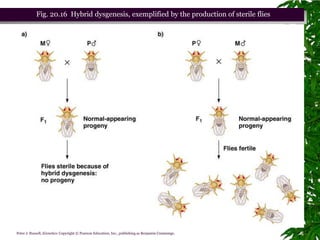 Fig. 20.16 Hybrid dysgenesis, exemplified by the production of sterile flies




                                                            Chapter 20 slide 85
Peter J. Russell, iGenetics: Copyright © Pearson Education, Inc., publishing as Benjamin Cummings.
 