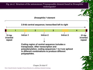Fig. 20.17 Structure of the autonomous P transposable element found in Drosophila
                                         melanogaster




                                                            Chapter 20 slide 87
Peter J. Russell, iGenetics: Copyright © Pearson Education, Inc., publishing as Benjamin Cummings.
 