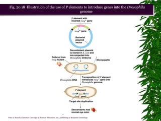 Fig. 20.18 Illustration of the use of P elements to introduce genes into the Drosophila
                                               genome




                                                            Chapter 20 slide 88
Peter J. Russell, iGenetics: Copyright © Pearson Education, Inc., publishing as Benjamin Cummings.
 