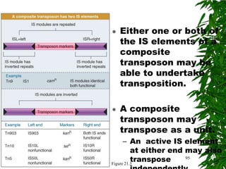    Either one or both of
    the IS elements of a
    composite
    transposon may be
    able to undertake
    transposition.

   A composite
    transposon may
    transpose as a unit.
      – An active IS element
          at either end may also
          transpose
Figure 21.3
                        95
 