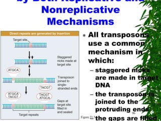 by Both Replicative and
    Nonreplicative
     Mechanisms
              All transposons
               use a common
               mechanism in
               which:
                  – staggered nicks
                       are made in target
                       DNA
                  – the transposon is
                       joined to the
                       protruding 96
                                   ends
                  – the gaps are filled
           Figure 21.5
 